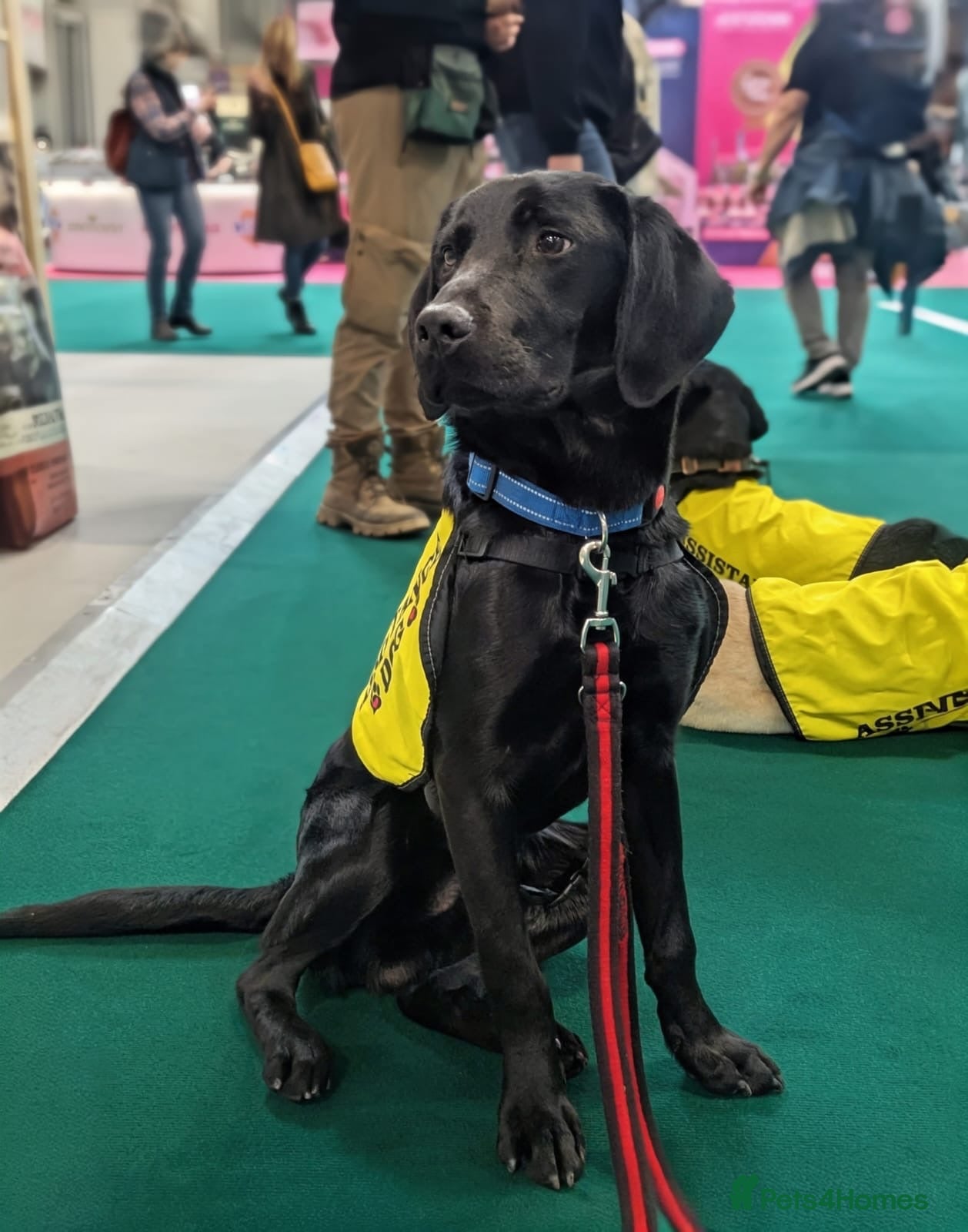 Labrador Retriever dogs Scent detection dog  - Advert 12