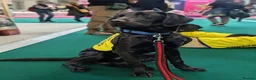 Labrador Retriever dogs for sale: Scent detection dog  - Advert 1