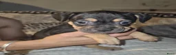 Mixed Breed dogs for sale: Fraffie litter (Frenchie/Staff cross)  - Advert 19