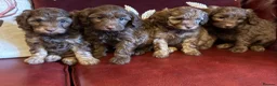 Cavapoo dogs for sale: Extensively health tested Cavapoo Pups - Advert 7