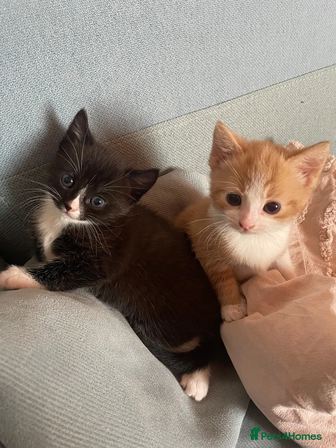 Mixed Breed cats for sale: Two beautiful kittens  - Advert 1