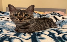 Bengal cats for sale: Special Silver Bengal Queen ❤️ - Image 12
