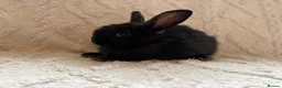 Lionhead rabbits for sale: Lionhead bunnies  - Advert 4