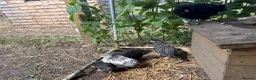 Chickens poultry for sale: Chicks for sale - Advert 4