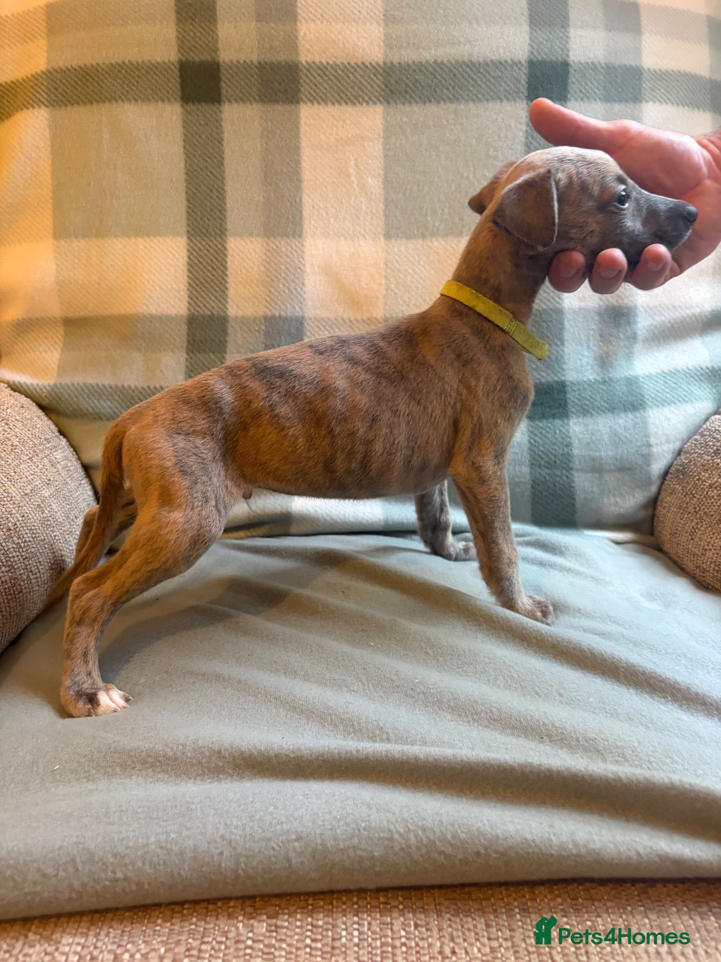 Whippet dogs **3 Boys left ** Exceptional litter of KC whippets - Advert 10