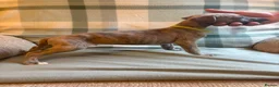 Whippet dogs for sale: Exceptional litter of KC whippets - Advert 10