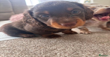 Miniature Dachshund dogs - Advert 3