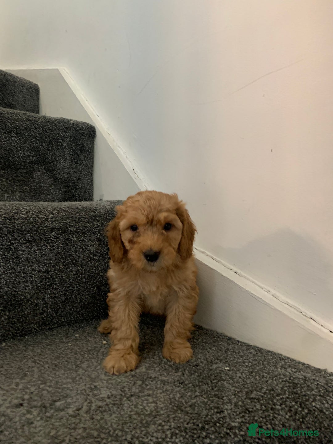 Cavapoo dogs for sale: Small Cavapoo puppies (toy poodle) - Image 3