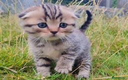 Scottish Fold cats for sale: 🆘🆘READY!🆘🆘Scottish shorthair  - Image 19