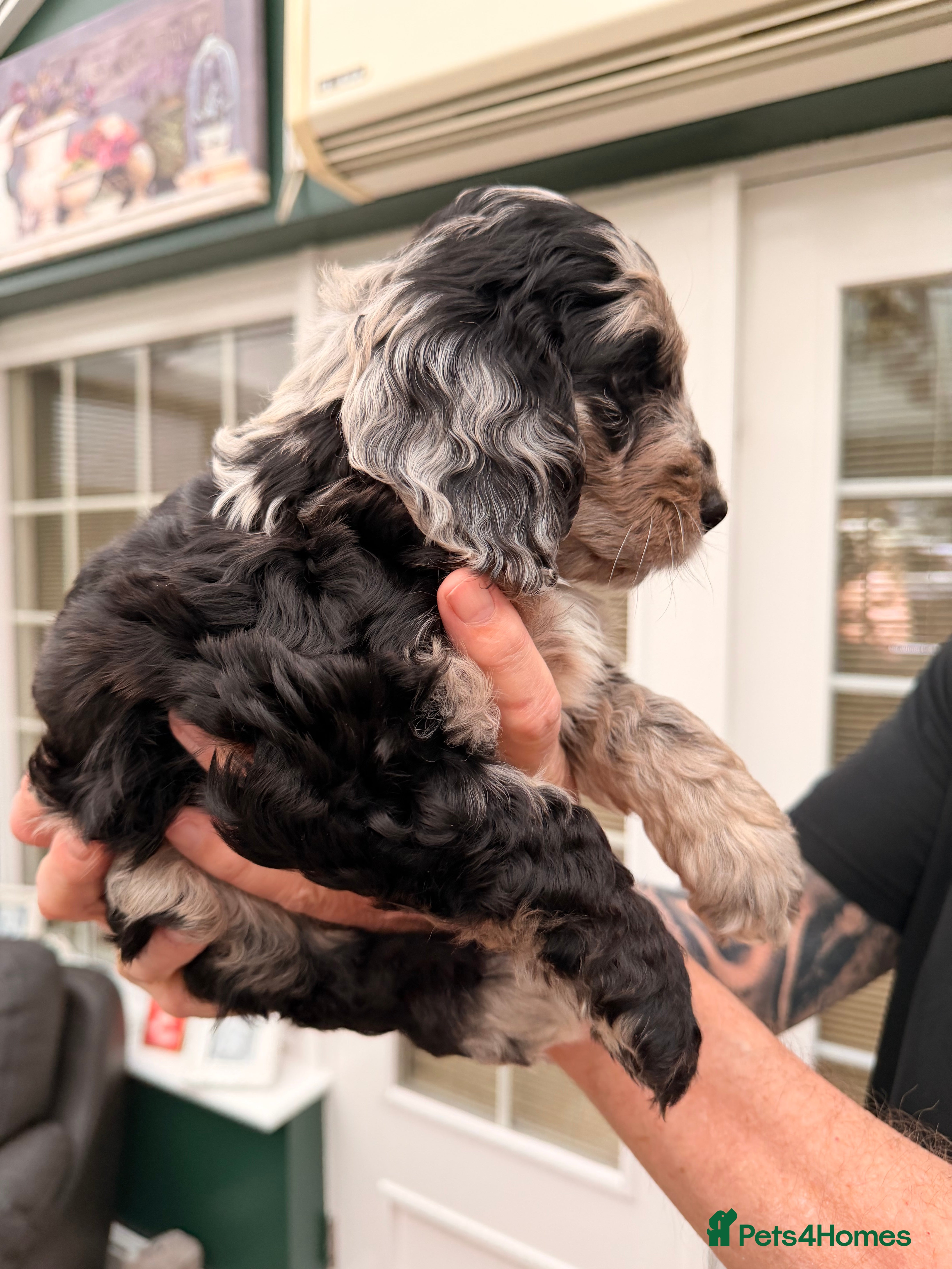 Cockapoo dogs F1 Cockapoo Puppies - Advert 10