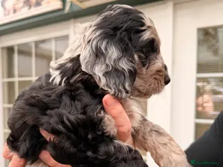 Cockapoo dogs F1 Cockapoo Puppies - Advert 14