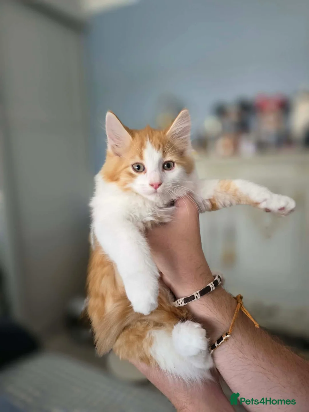 Mixed Breed cats for sale: 8 fluffy kittens ready for their new homes  - Advert 2
