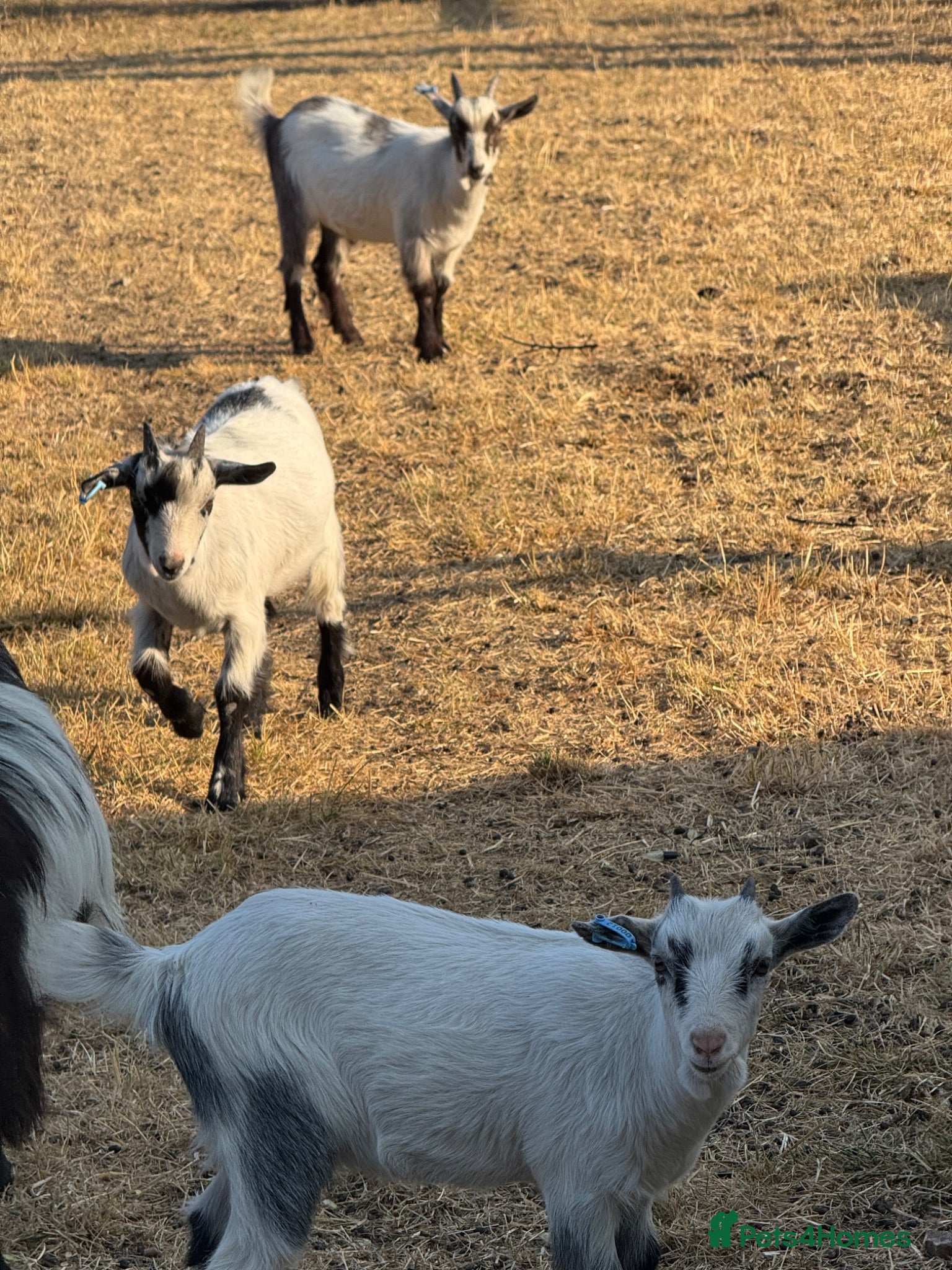 Goats livestock Pygmy goats wethers - Advert 4