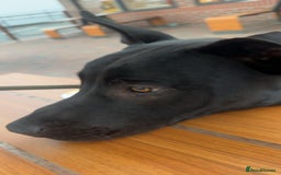 Mixed Breed dogs for sale: Reggie looking for a new loving home  - Image 2