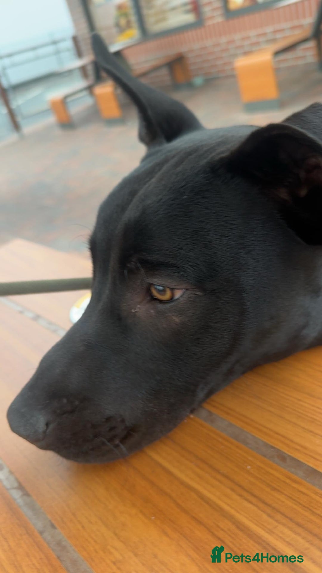 Mixed Breed dogs for sale: Reggie looking for a new loving home  - Image 2