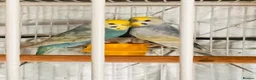 Budgerigars birds for sale: 6 Beautiful Budgies for Sale Including Cage & Food in Stevenage - Advert 14