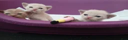 Burmese cats for sale: Lilac and Chocolate Burmese Kittens.  GCCF Reg.  - Advert 5