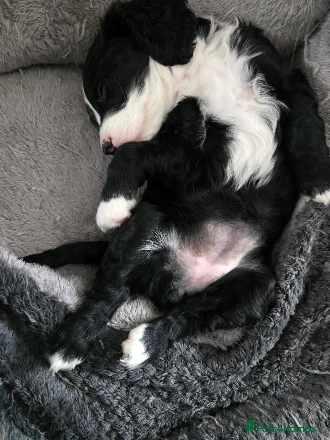 Cockapoo dogs for sale: Rebecca sheldrick  - Advert 7