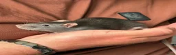 Rat rodents for sale: Two tame male rats and full setup in Walton on the Naze - Advert 1
