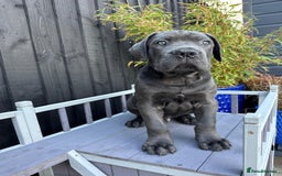 Mixed Breed dogs for sale: Last two mastiff pups available  - Advert 18