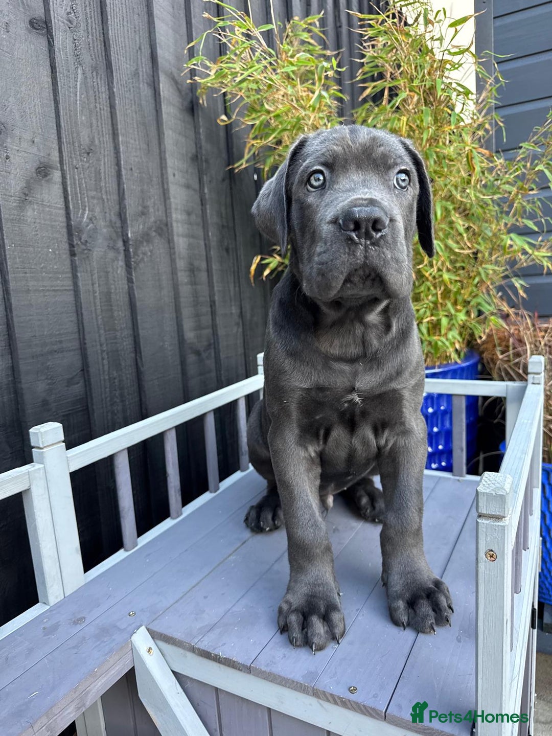 Mixed Breed dogs for sale: Last two mastiff pups available  - Advert 18