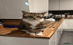 Mixed Breed cats for sale: Noah - 7 year old tabby cat - Image 1