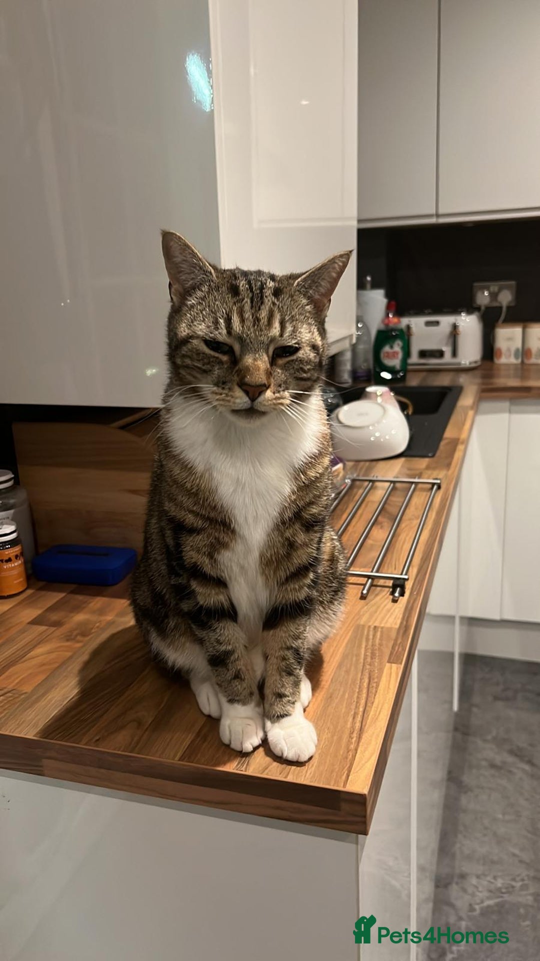 Mixed Breed cats for sale: Noah - 7 year old tabby cat - Image 1