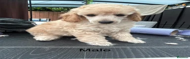 Miniature Poodle 1
