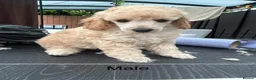 Miniature Poodle dogs for sale: KC registered miniature poodles  - Advert 16