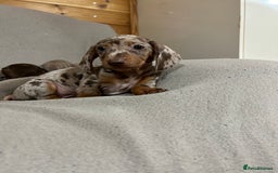 Miniature Dachshund dogs for sale: Stunning pure miniature dachshunds - Image 3