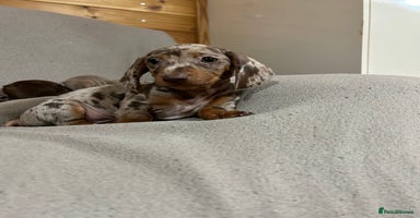 Miniature Dachshund dogs - Advert 1