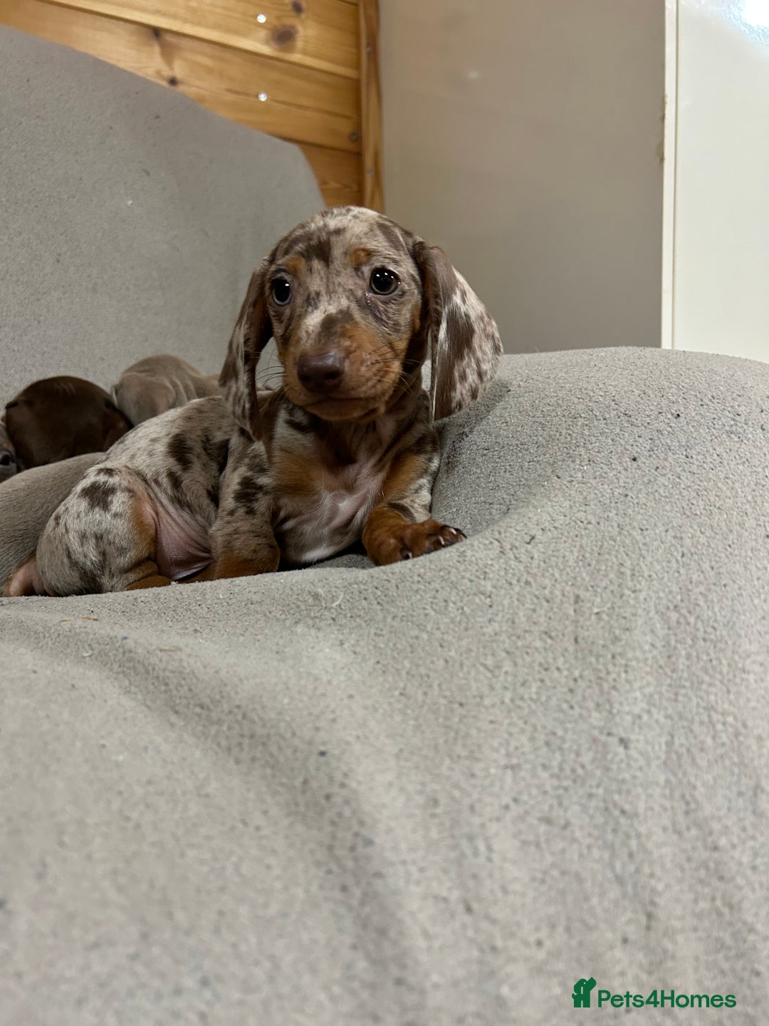 Miniature Dachshund dogs for sale: Stunning pure miniature dachshunds - Image 3