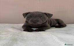Staffordshire Bull Terrier dogs for sale: BLUEDOGCITY PHARON AT BULLSCAFF X WEDNESDAY ADDAMS - Image 2