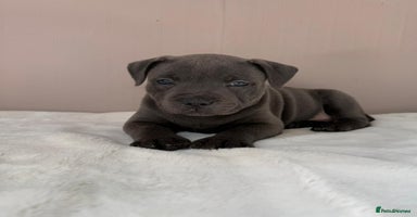 Staffordshire Bull Terrier dogs - Advert 4