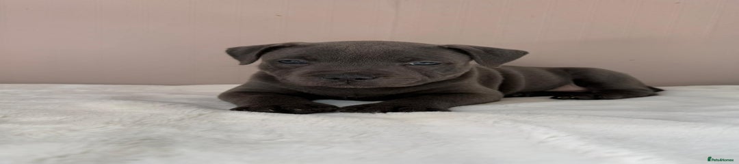 Staffordshire Bull Terrier Puppy 1