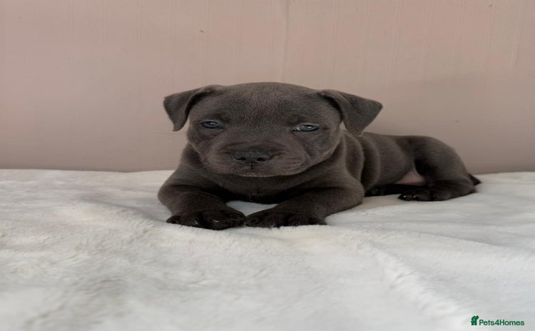 Staffordshire Bull Terrier dogs - Advert 1