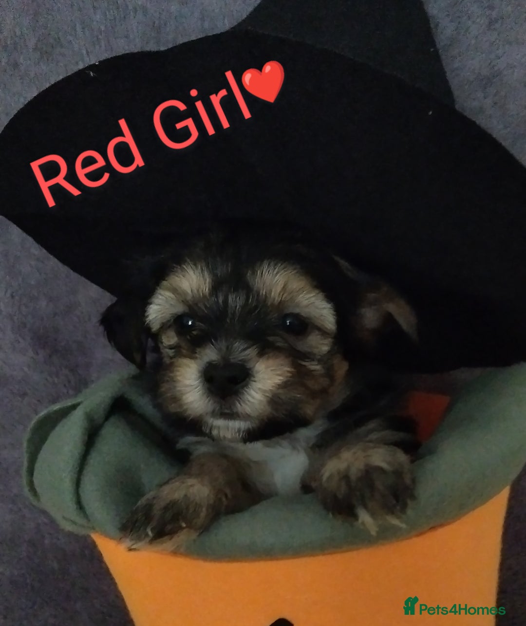 Morkie dogs for sale: Beautiful Morkie Puppies - Image 14
