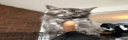 Mixed Breed cats for sale: Half MAINE COON x Domestic Cat - Advert 13