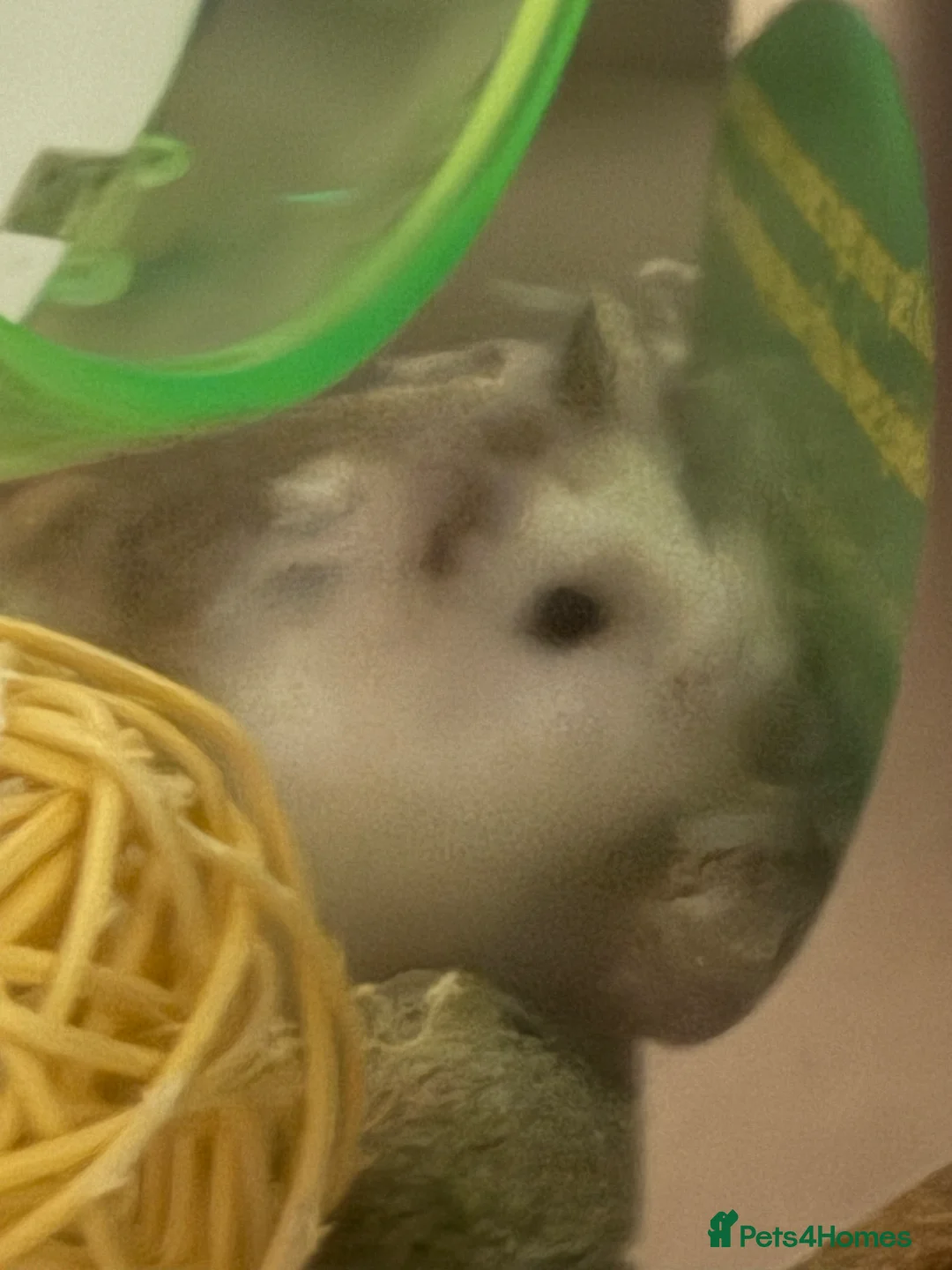 Hamster rodents for sale: Sonic the Robo hamster in Stourbridge - Advert 6