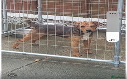 Mixed Breed dogs for sale: Working Lakeland bull Russell 2 year old  - Image 5