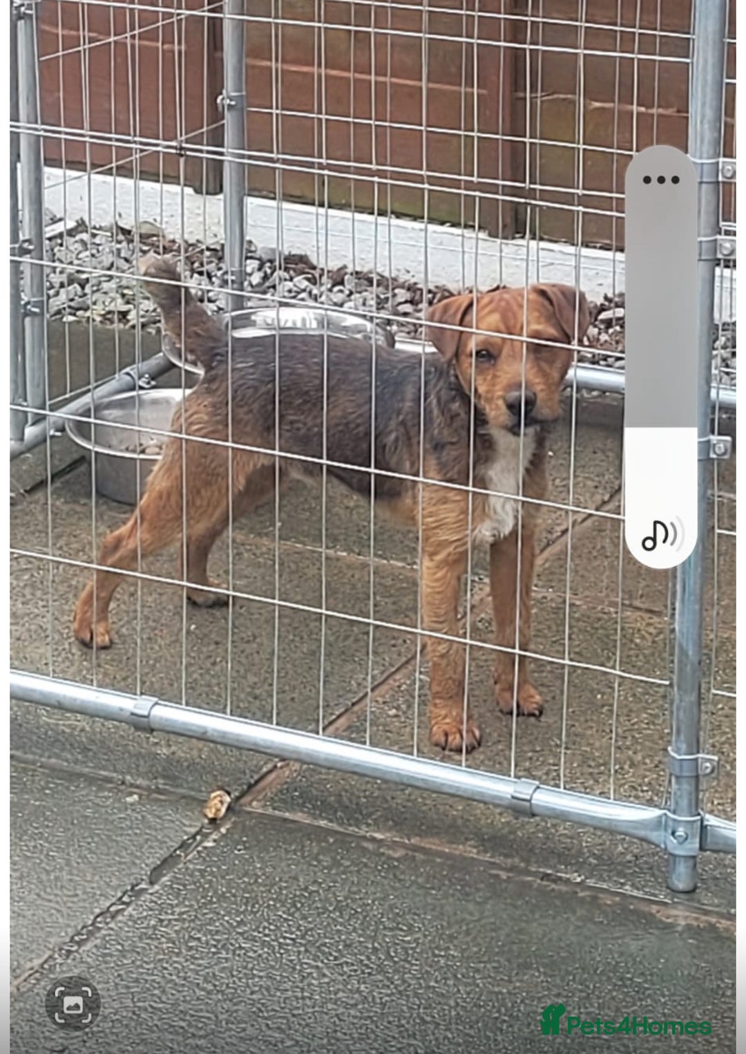 Mixed Breed dogs for sale: Working Lakeland bull Russell 2 year old  - Image 5
