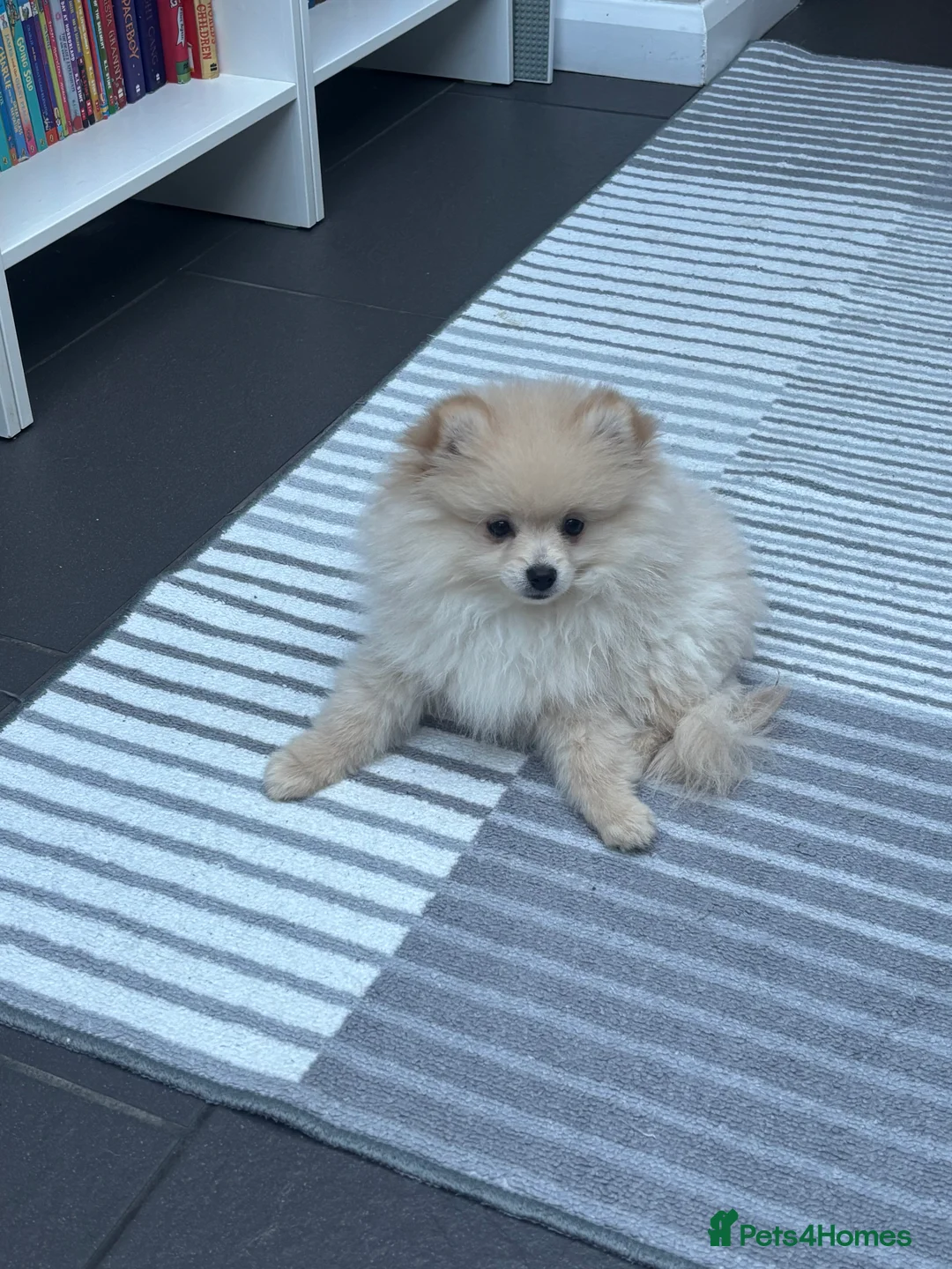 Pomeranian dogs for sale: Pomeranian males looking for there forever home  - Advert 16
