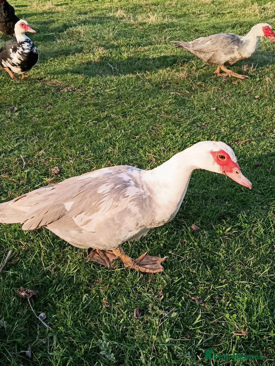 Ducks poultry for sale: Muscovy Ducks/Drakes - Advert 1