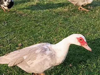 Ducks poultry Muscovy Ducks/Drakes - Advert 2