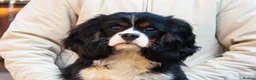 Cavalier King Charles Spaniel dogs for stud: Health Tested KC Tri Cavalier Stud - Advert 3