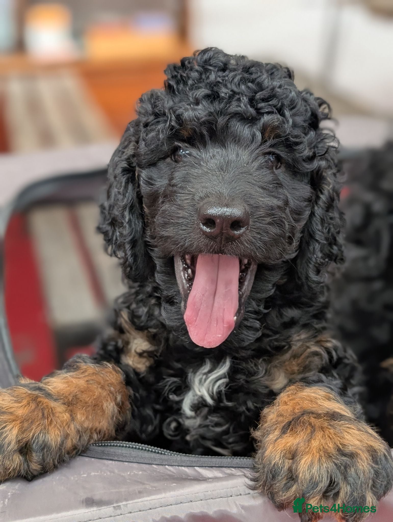 Mixed Breed dogs Rottweiler / Rottidoodle puppies - Advert 2