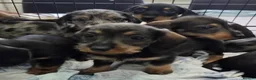 Dachshund dogs for sale: 🐾 5 Wired-Haired Dachshund Puppies for Sale 🐾 - Advert 11