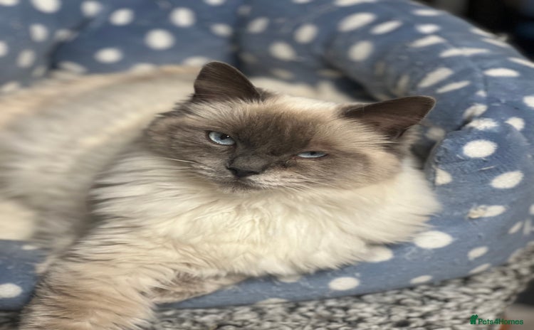 Ragdoll cats - Advert 4