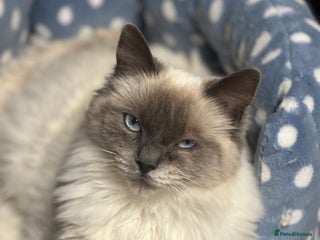 Ragdoll cats - Advert 21