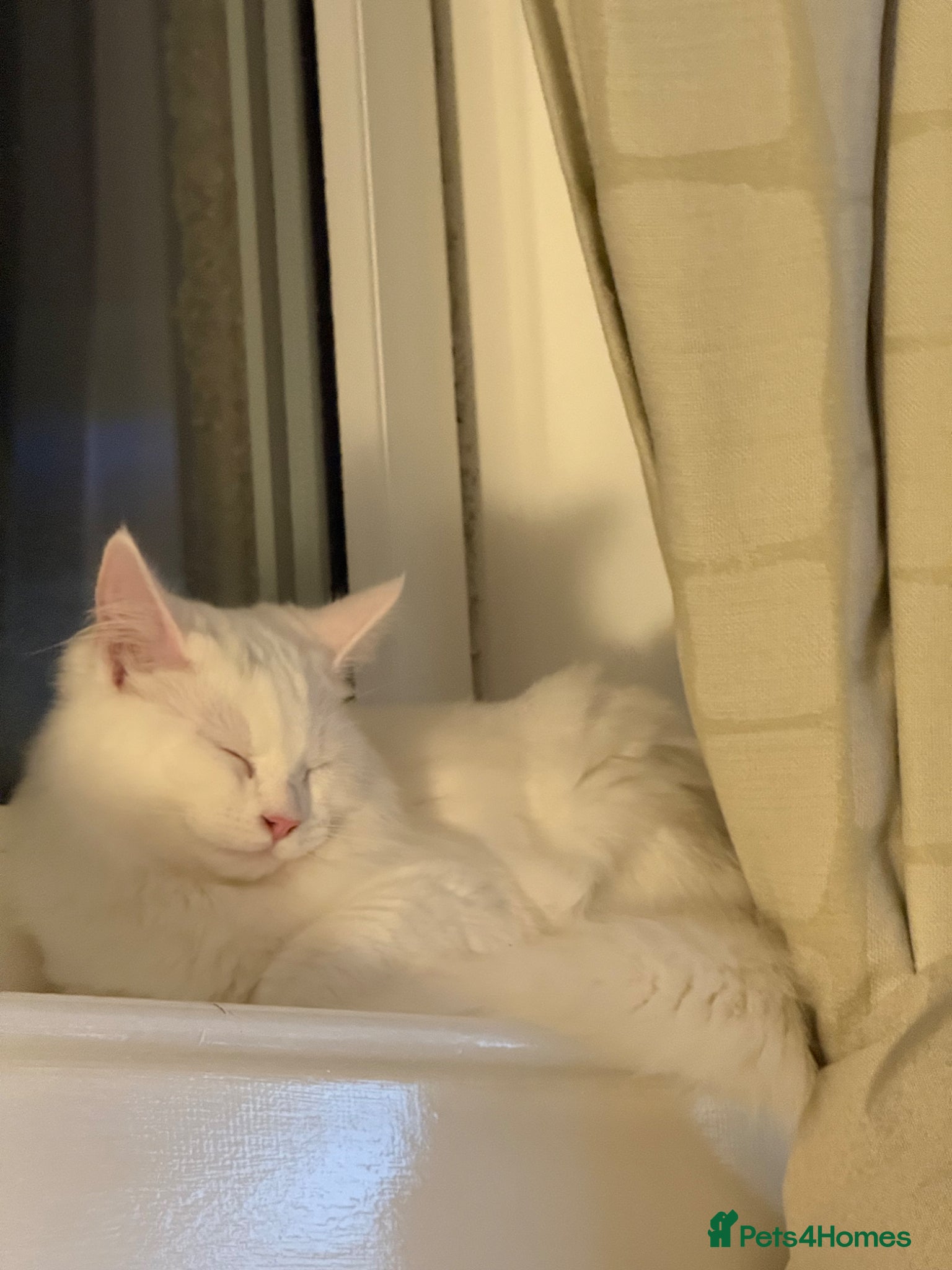 Turkish Angora cats Kitten for sale  - Advert 5